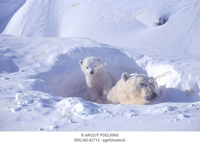 Polar Bears female with cub 4 weeks Churchill Manitoba Canada Ursus maritimus Thalassarctos maritimus Arctic