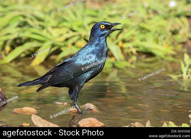 Cape Starling (Lamprotornis nitens), side view of an adult standing in a pool, Mpumalanga, South Africa