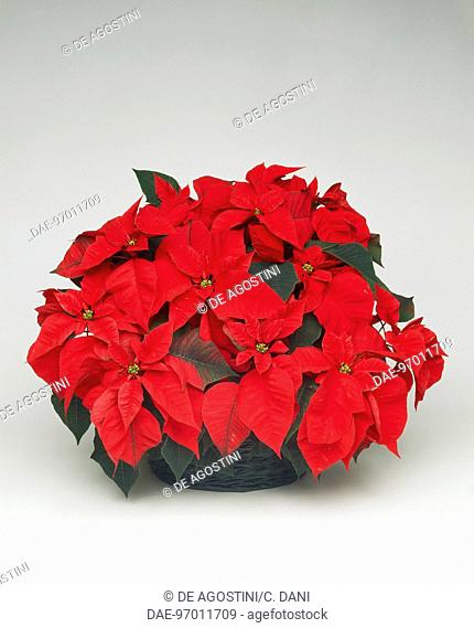 Poinsettia, Christmas flower or Winter rose (Poinsettia pulcherrima or Euphorbia pulcherrima), Euphorbiaceae