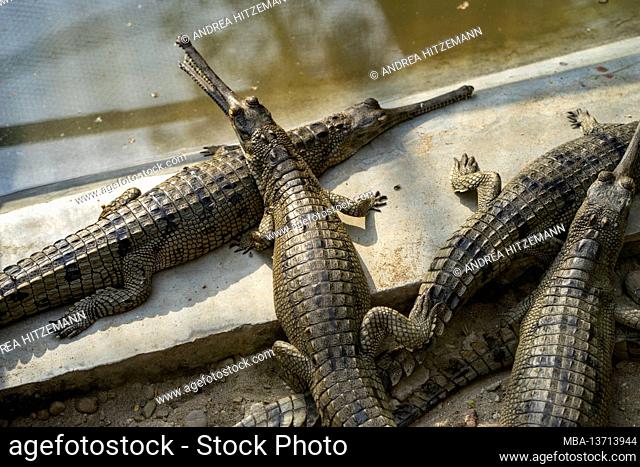 Gharial / Gavial (crocodile) hatchery, Chitwan National Park, Chitwan District, Bagmati Province, Nepal