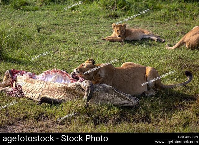 Africa, East Africa, Kenya, Masai Mara National Reserve, National Park, Lioness (Panthera leo), in the savanna, feeding on a crocodile