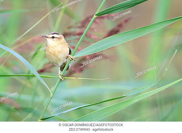 Sedge Warbler (Acrocephalus schoenobaenus) in habitat. Cley Marshes. Norfolk Wildlife Trust Reserve. Norfolk. England. UK