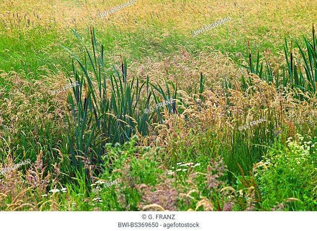 common cattail, broad-leaved cattail, broad-leaved cat's tail, great reedmace, bulrush (Typha latifolia), growing in a drainage ditches, Germany, Lower Saxony