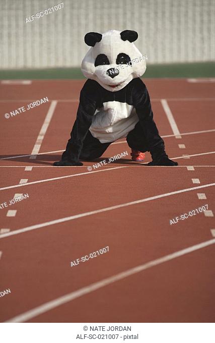 Panda Crouching on a Track