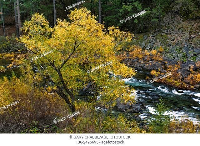 Fall colors along the North Yuba River, near Downieville, Sierra County, California