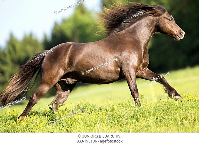 Welsh Mountain Pony (Section A). Chestnut gelding galloping on a pasture. Austria