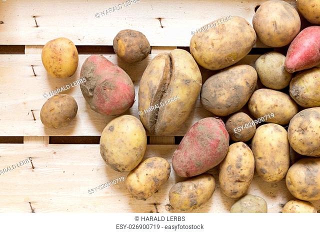 various potatoes arranged as a natural life style for biologically healthy and vegetarian food as a plan view, wallpaper for summer, autumn and thanksgiving