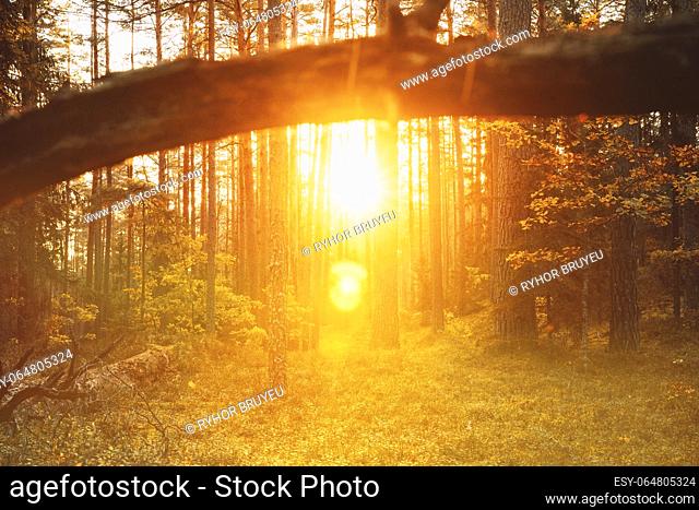 Autumn Season. Sunlight Sunrays Shine Through Fallen Tree Trunk. Beautiful Sunset Sun Sunshine In Sunny Autumn Coniferous Forest