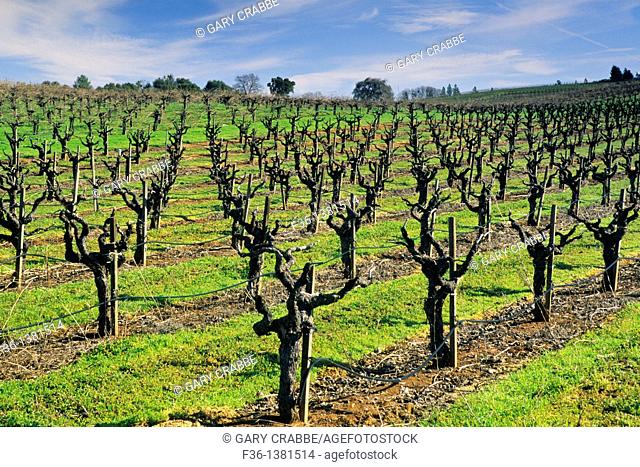 Vineyard in earlly spring in the Shenandoah Valley near Plymouth, Amador County, California