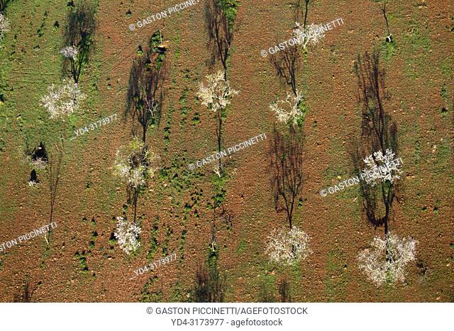 Aerial view of almond trees in bloom in the field, Mallorca lands, Balearic Island, Spain