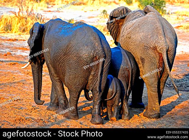 elephants in the wild on the way to the waterhole