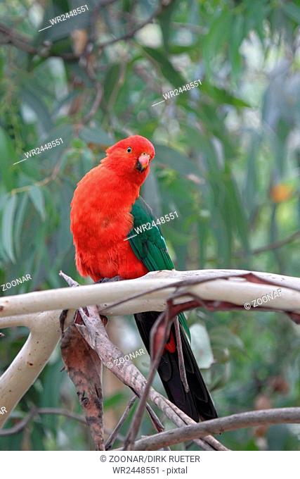 Australian King Parrot (Alisterus scapularis)