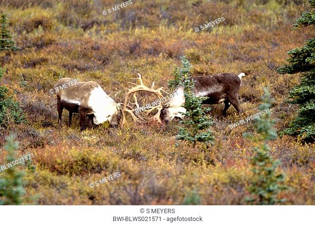 barren ground carribu, reindeer Rangifer tarandus caribou, stags fighting in coloured tundra, USA, Alaska, Denali NP, Sep99