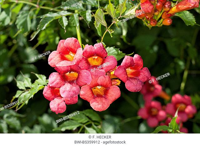 Trumpet creeper, Trumpet vine (Campsis radicans, Bignonia radicans, Tecoma radicans), flowers