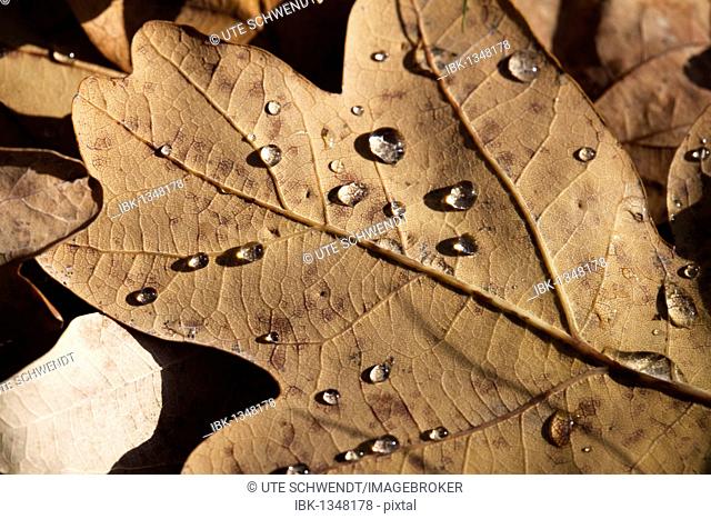Oak leaf with dew drops