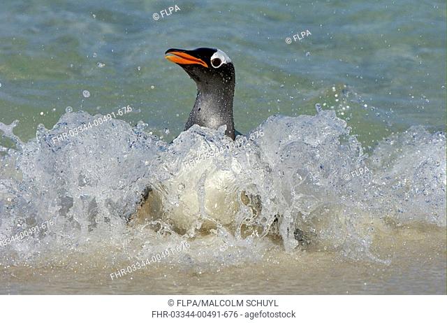 Gentoo Penguin Pygoscelis papua adult, coming ashore, in surf, New Island, Falkland Islands
