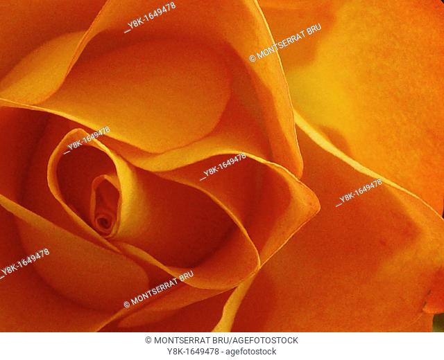Orange rose flower closeup