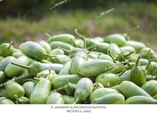 Green Eggplants in Thakurgong, Bnagladesh
