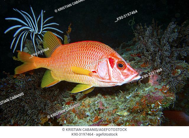 Silverspot Squirrelfish (Sargocentron Caudimaculatum) with sea anemone in the background, Indian Ocean, Maledives, South Asia