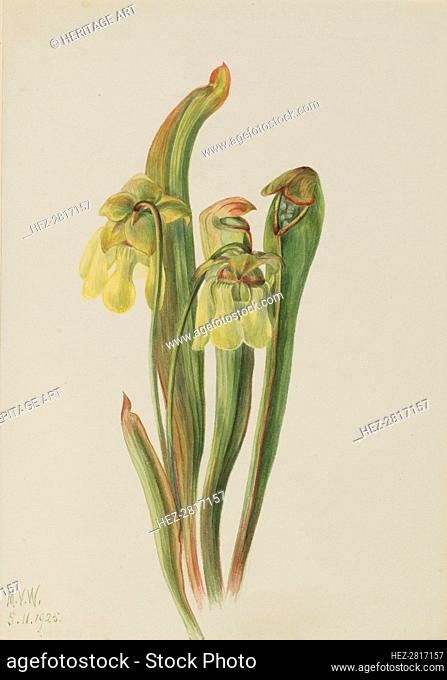 Hooded Pitcherplant (Sarracenia minor), 1925. Creator: Mary Vaux Walcott