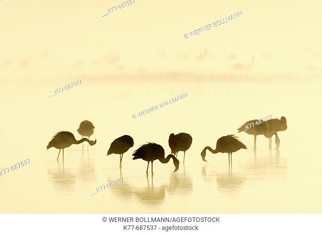 Lesser Flamingos (Phoenicopterus minor) at sunrise on a foggy morning. Lake Nakuru, Kenya