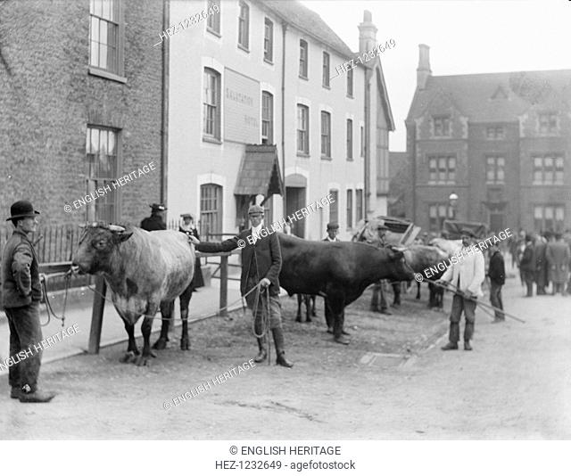 Salutation Inn, Faringdon, Oxfordshire, 1904. The cattle market underway beside the Salutation Inn. Faringdon was granted a market in 1218