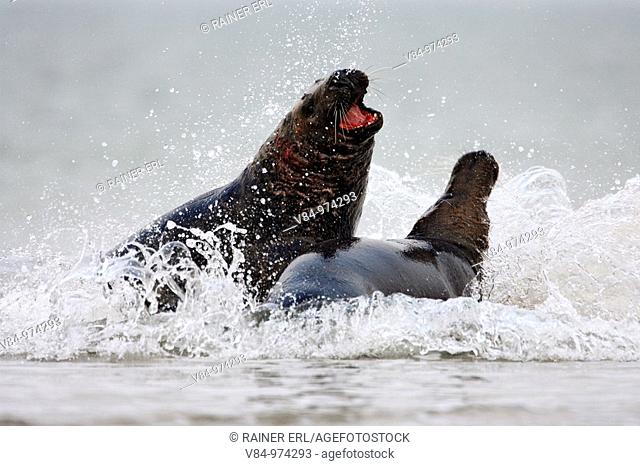 Kegelrobben / Grey Seals / Halichoerus grypus