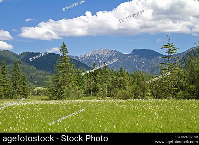 Ettaler Weidmoos im Graswangtal vor dem Hintergrund des Estergebirges