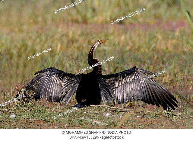 Birds ; snake bird or darter anhinga melanogaster spreading feathers ; Bharatpur ; Rajasthan ; India