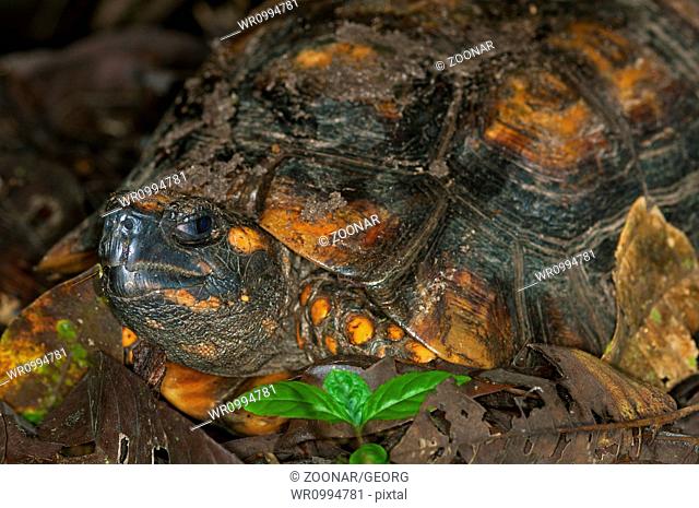 South American yellow-footed tortoise