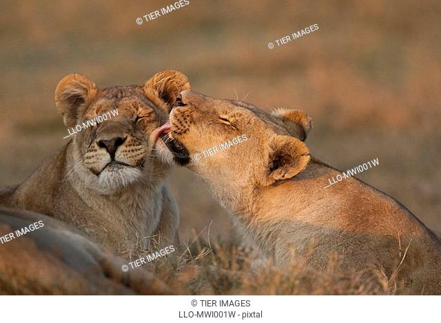 Two lionesses Panthera leo, tongue bathing in the morning sun
