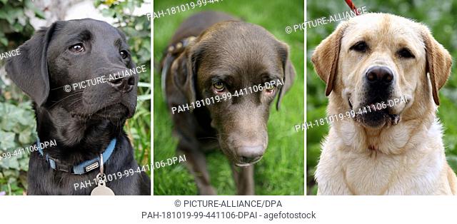 FILED - 19 April 2018, Berlin: KOMBO - Dogs of the breed Labrador Retriever in different colours. In the middle you can see a brown Labrador bitch