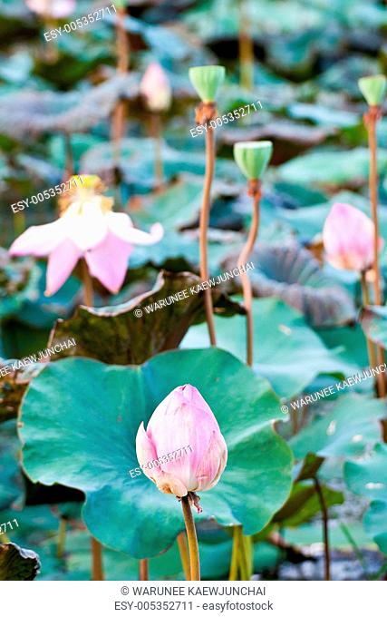 View of quiet backwater lake with lotuses