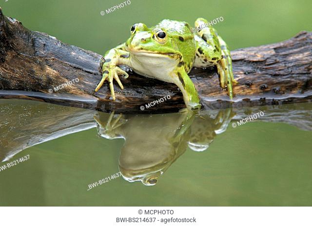 European edible frog, common edible frog (Rana kl. esculenta, Rana esculenta), on a root in water, Switzerland