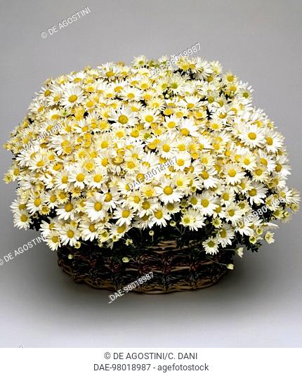 Korean chrysanthemum (Chrysanthemum coreanum Martin), Asteraceae