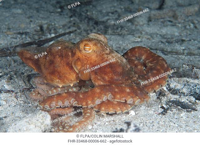 Starry Night Octopus Callistoctopus luteus adult, on seabed at night, Gam Island, Raja Ampat, West Papua, New Guinea, Indonesia