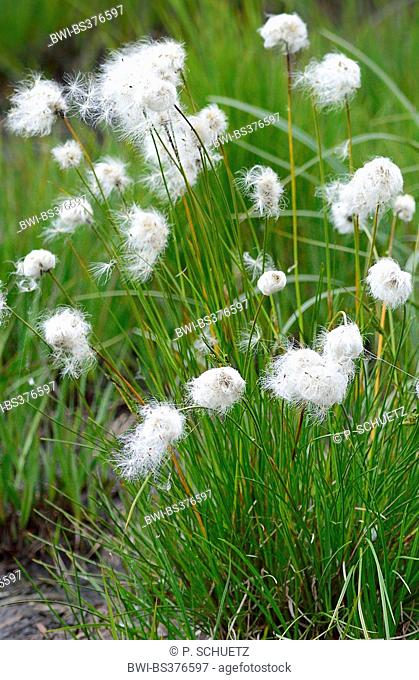 tussock cotton-grass, hare's-tail cottongrass (Eriophorum vaginatum), fruiting, Germany, North Rhine-Westphalia, High Fens
