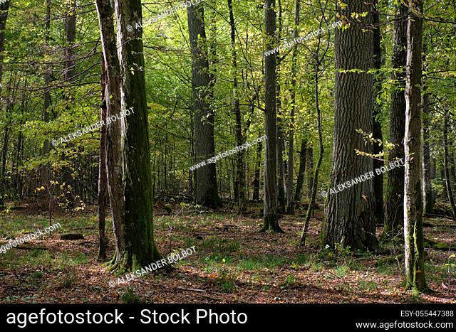 Deciduous stand with hornbeams and oak in autumn, Bialowieza Forest, Poland, Europe