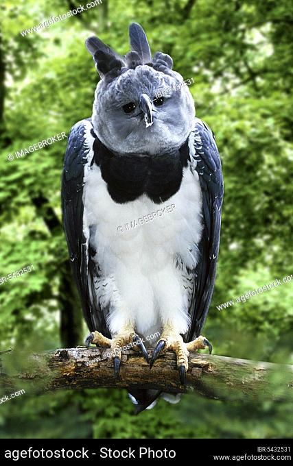 Harpy Eagle (Harpia harpyja)