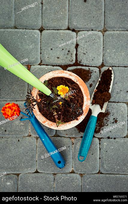 Replanting plant into a new pot. Watering planted flower. Using tools rake and shovel. Real people, authentic situations