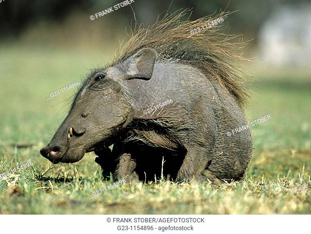 Warthog, lat. Phacochoerus africanus