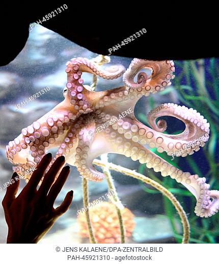 A Common octopus (Octopus vulgaris) at the AquaDom and Sea Life in Berlin, Germany, 30 January 2014. Former boxing world champion Regina Halmich christend the...
