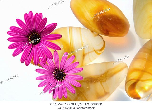 Photograph of a pond with water and rocks amber and floating flowers. Photo studio on white background