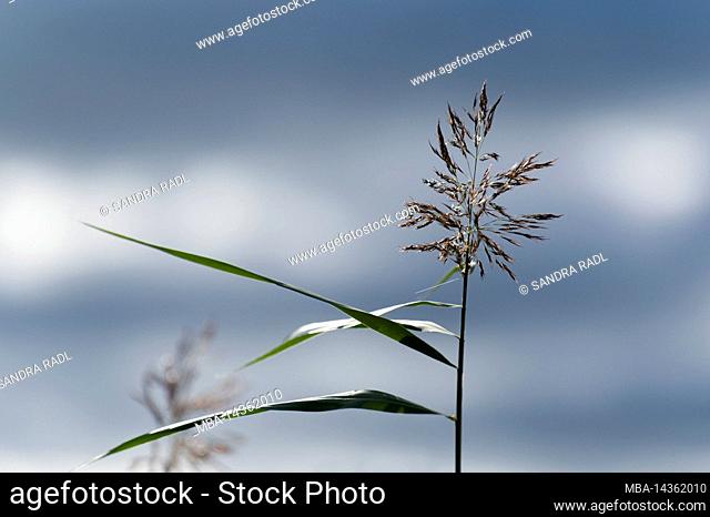 Reed (Phragmites australis), fruiting stand, Eiderstedt Peninsula, Germany, Schleswig-Holstein, North Sea Coast