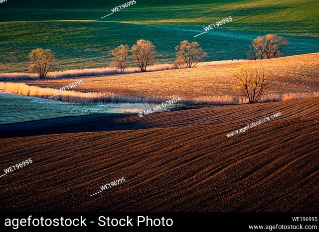 Trees in the fields of Turiec region in northern Slovakia
