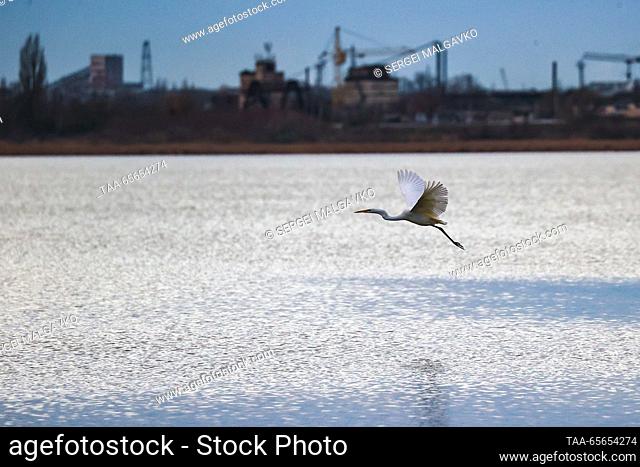 RUSSIA, REPUBLIC OF CRIMEA - DECEMBER 11, 2023: A great white egret flies over Lake Sasyk-Syvash. Sergei Malgavko/TASS