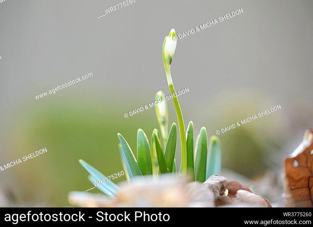 Close-up of Spring Snowflake (Leucojum Vernum) blossoms