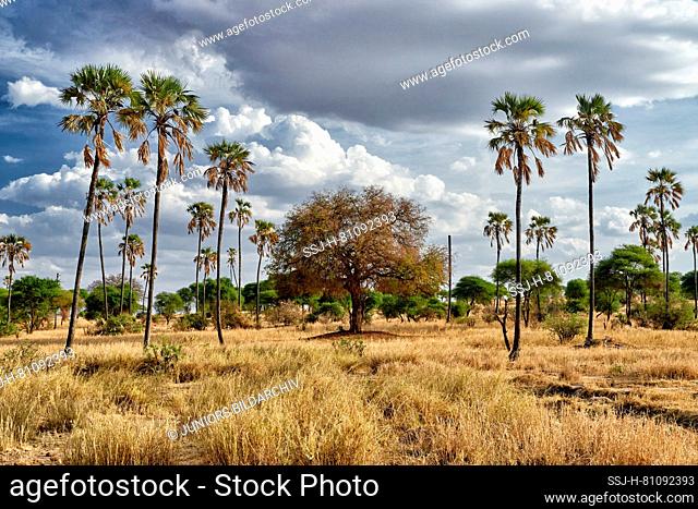 Palm trees in landscape of Tarangire National Park, Tanzania, Africa