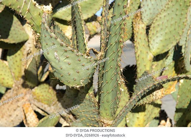 close up of cactus growing outdoors