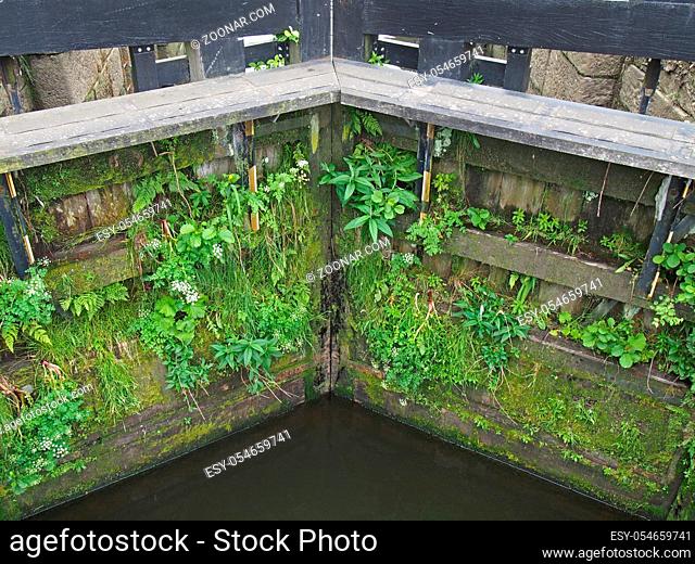 a close up of old british wooden lock gates on a narrow canal overgrown with weeds and plants